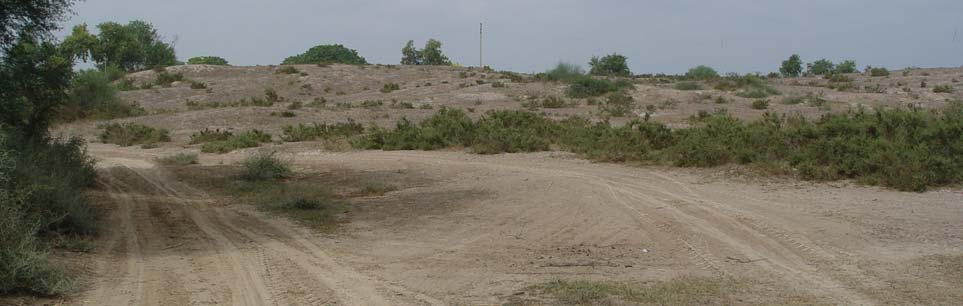 Ancient Site Of Banawali