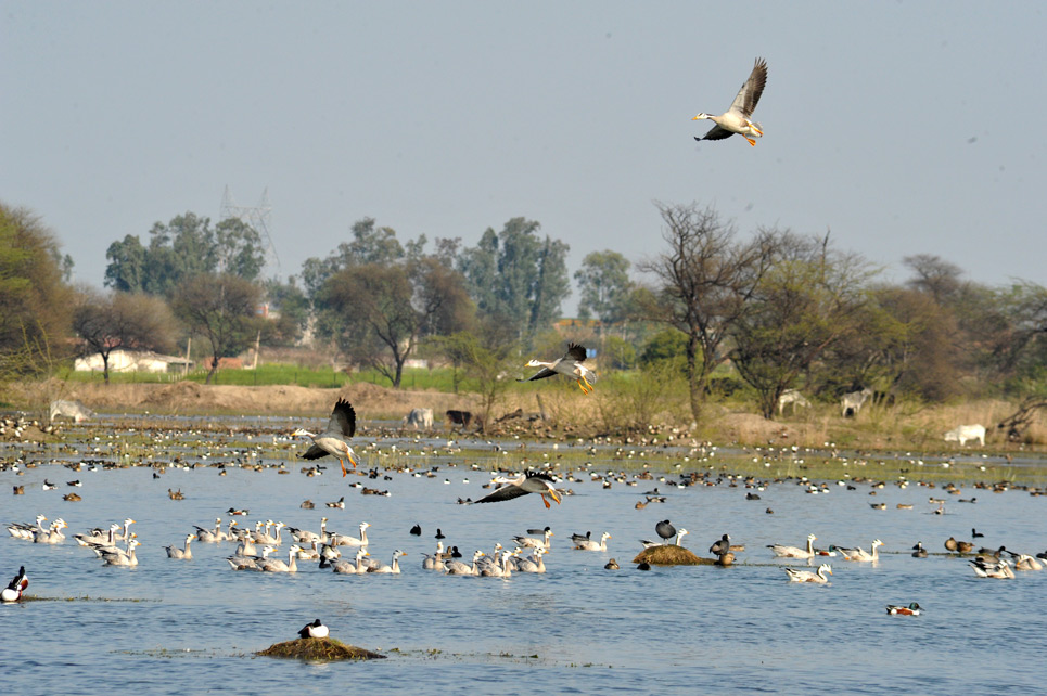 Sultanpur Bird Sanctuary