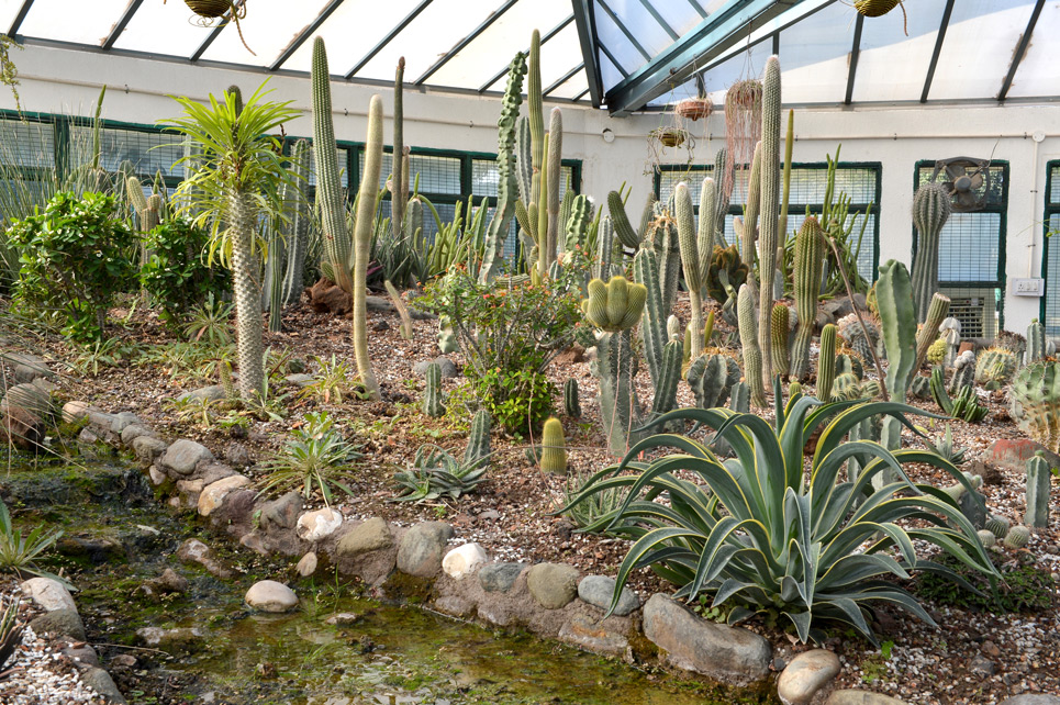 Cactus Garden